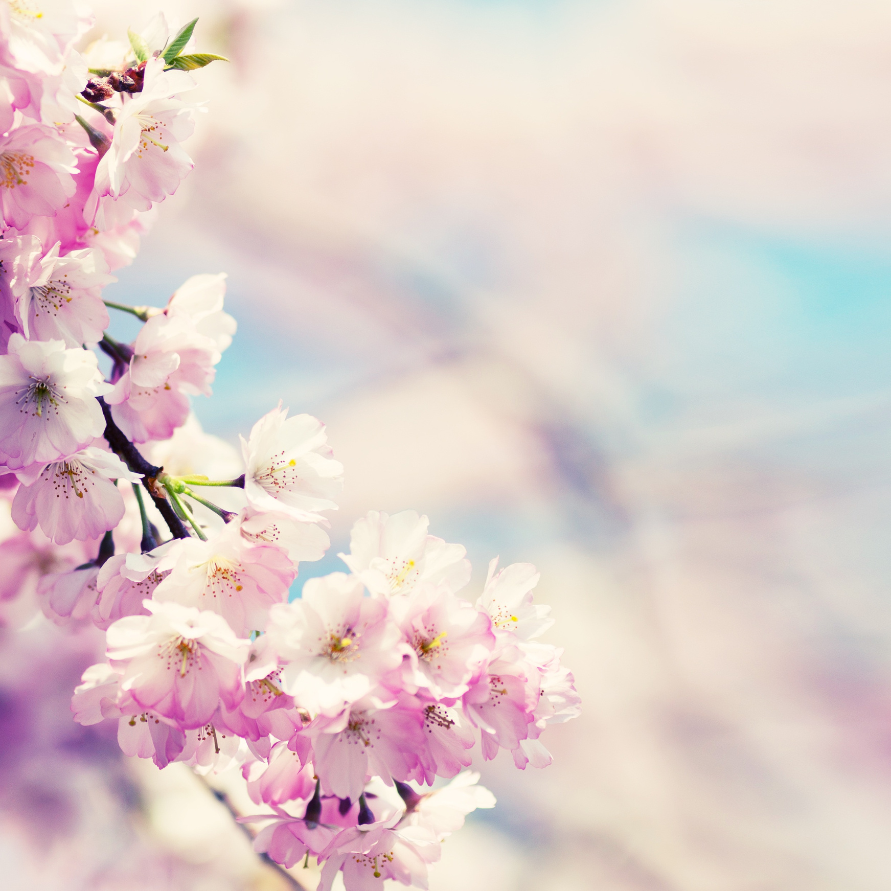Cherry Blossom Flowers
